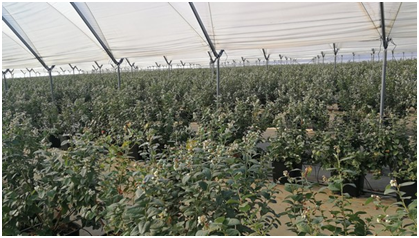 西班牙专家就蓝莓种植向中国提供建议