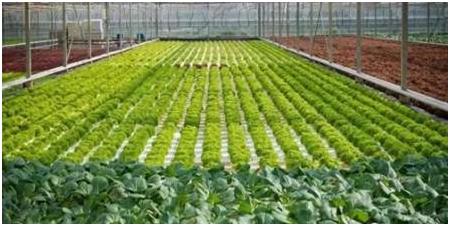 北京市近期蔬菜生产技术指导意见