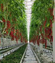 2022年我国绿色优质农产品总量达2亿吨