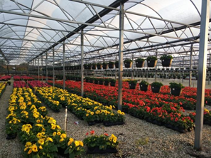 《全国花卉业发展规划（2022-2035年）》正式发布