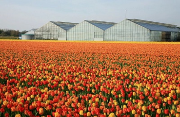 江苏省：2035年实现花卉产业年销售额600亿元